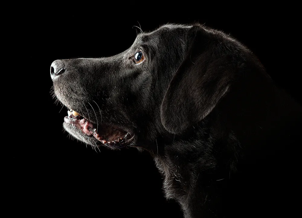 Schwarzer Hund auf dunklen Hintergrund Tierfotografie